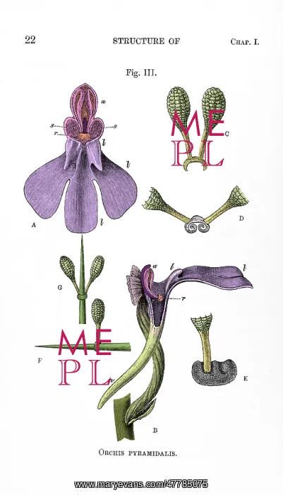 : Darwin's Orchis Pyramidalis, Illustration : Darwin's Orchis Pyramidalis, Illustration
