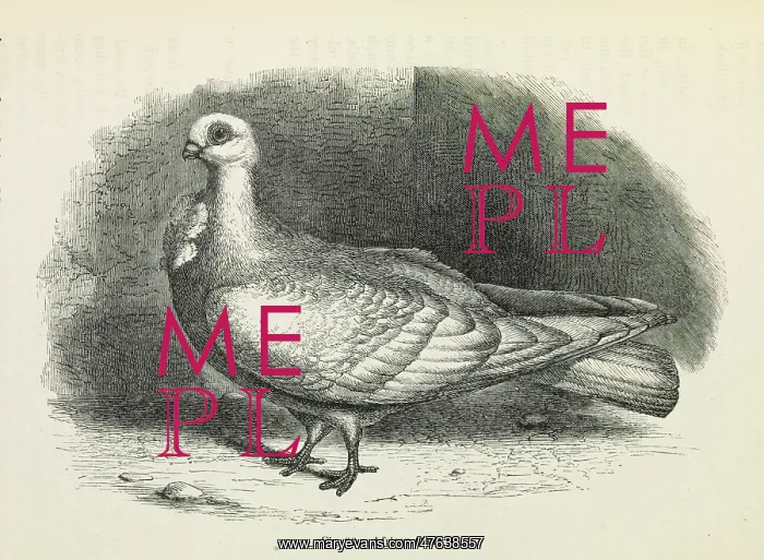: Darwin's Pigeons, African Owl : Darwin's Pigeons, African Owl