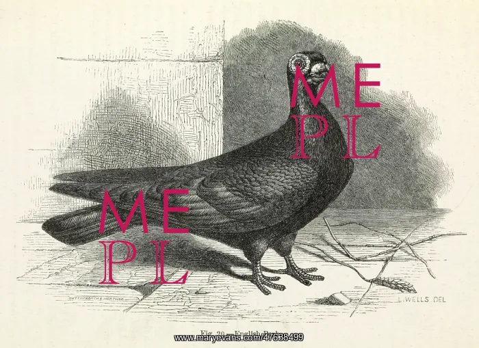: Darwin's Pigeons, English Barb : Darwin's Pigeons, English Barb