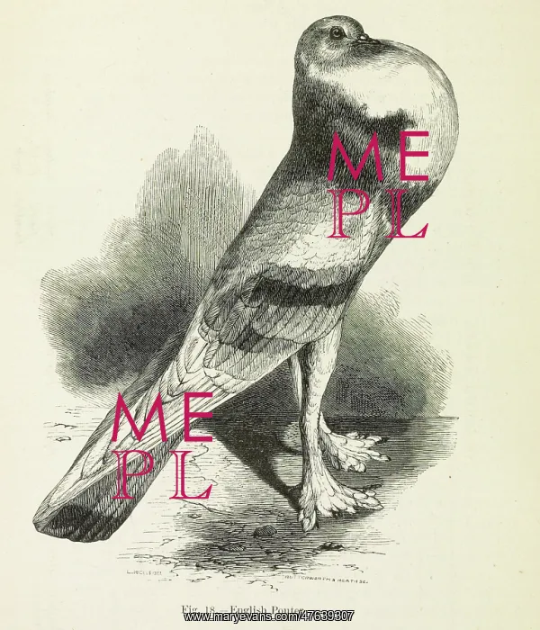 : Darwin's Pigeons, English Pouter : Darwin's Pigeons, English Pouter