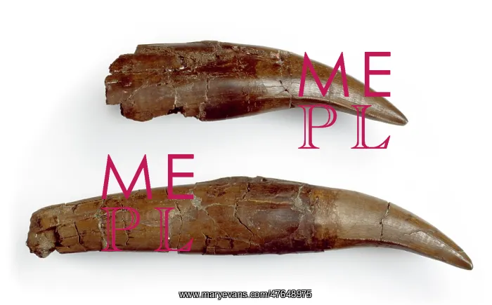 : Daspletosaurus teeth : Daspletosaurus teeth