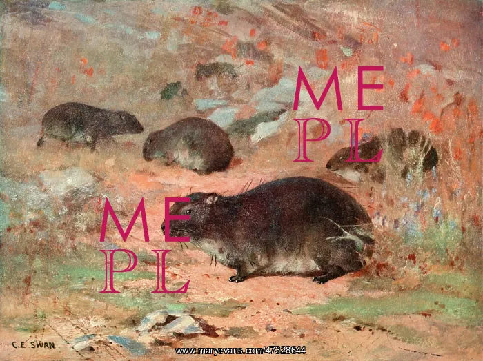  : DASSIE / HYRAX CAPENSIS