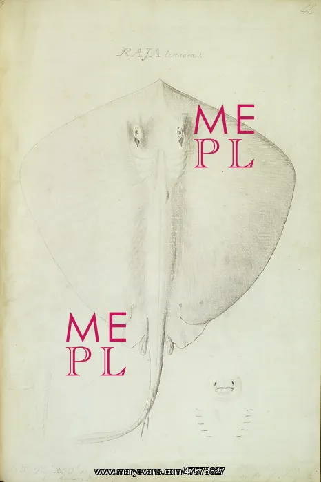 : Dasyatis pastinaca, common stingray : Dasyatis pastinaca, common stingray