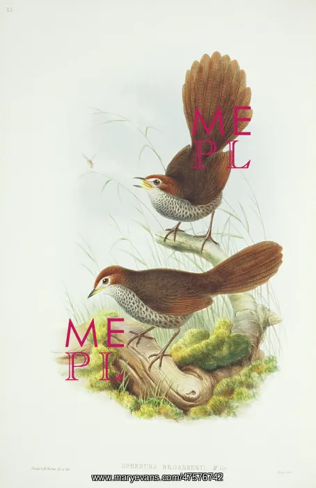 : Dasyornis broadbenti, rufous bristlebird : Dasyornis broadbenti, rufous bristlebird