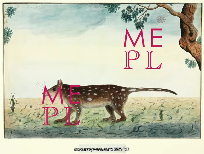 : Dasyurus maculatus, spotted quoll : Dasyurus maculatus, spotted quoll