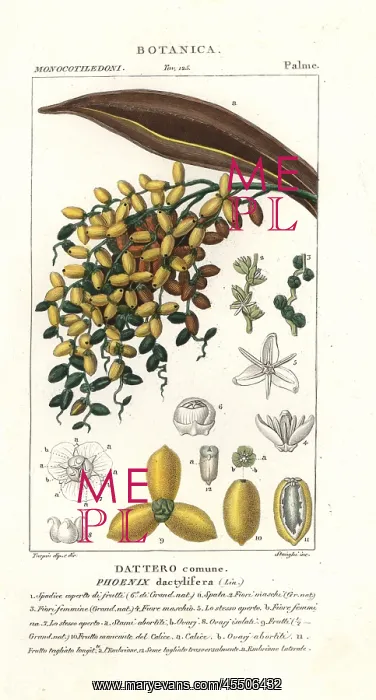 : Date palm, fruit, Phoenix dactylifera : Date palm, fruit, Phoenix dactylifera