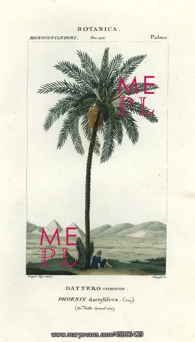 : Date palm, Phoenix dactylifera : Date palm, Phoenix dactylifera
