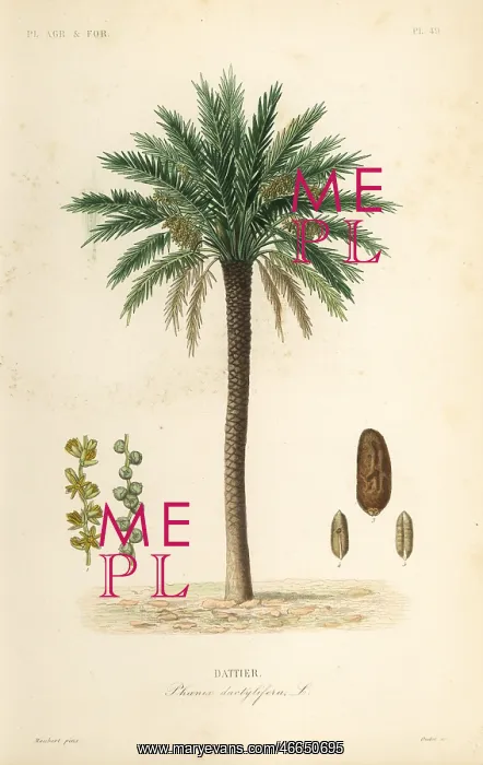 : Date palm tree, Phoenix dactylifera : Date palm tree, Phoenix dactylifera