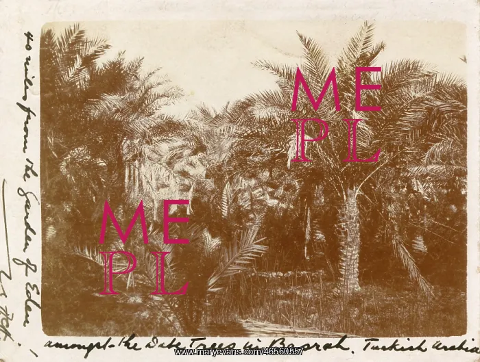 : Date Palms, Basra, Iraq : Date Palms, Basra, Iraq