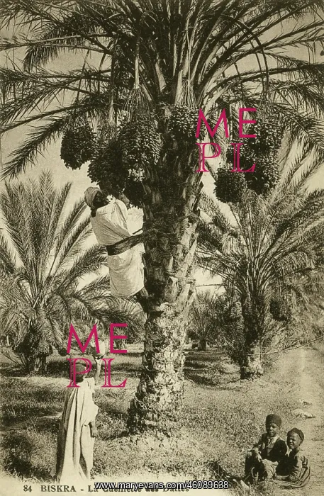 : Date picking, Biskra : Date picking, Biskra