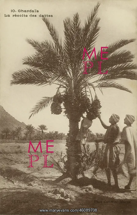 : Date picking, Ghardaia : Date picking, Ghardaia
