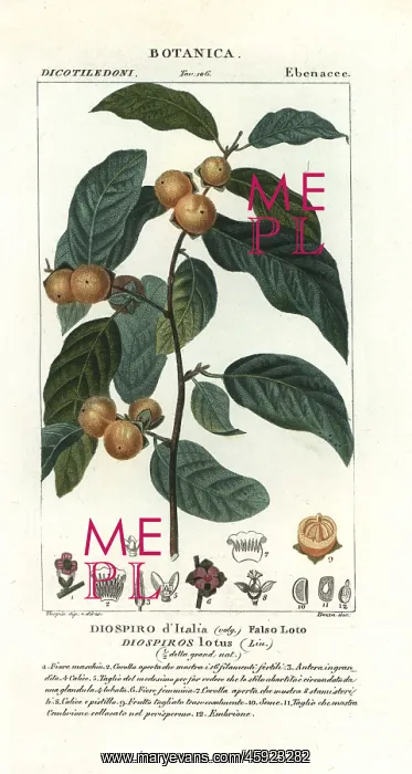 : Date plum, Diospyros lotus : Date plum, Diospyros lotus