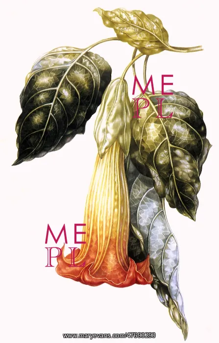  : Datura