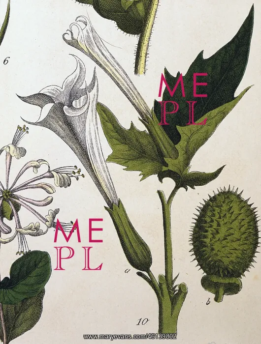 : Datura blossom : Datura blossom