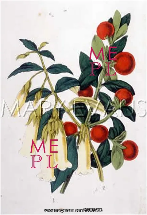 : ? DATURA PLANT : ? DATURA PLANT