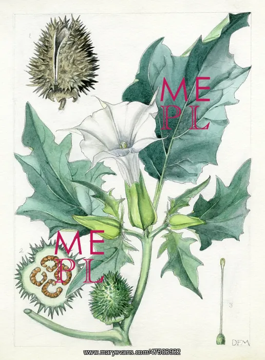 : Datura stramonium - thorn apple : Datura stramonium - thorn apple