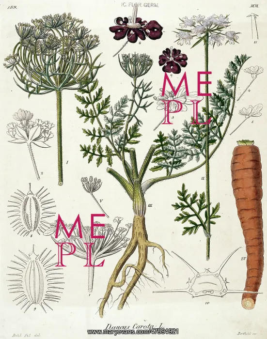 : Daucus carota, carrot : Daucus carota, carrot