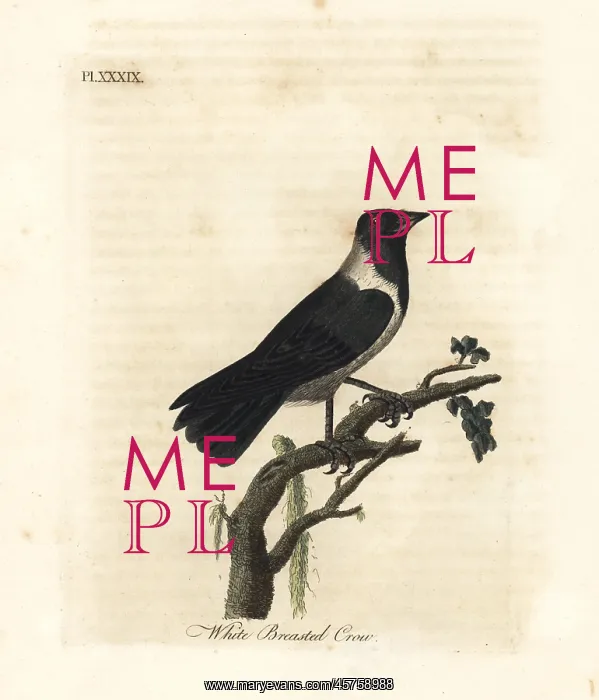 : Daurian jackdaw, Corvus dauuricus : Daurian jackdaw, Corvus dauuricus