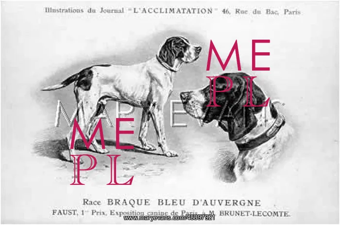 : D'Auvergne Dog : D'Auvergne Dog