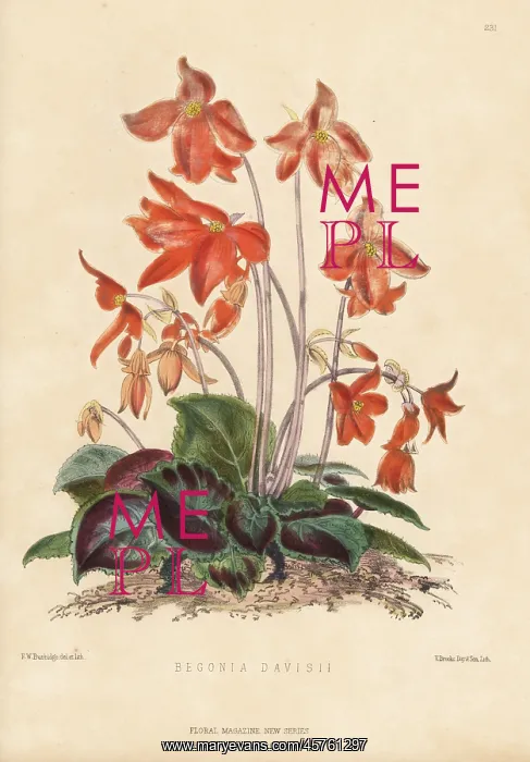 : Davis's begonia, Begonia davisii : Davis's begonia, Begonia davisii