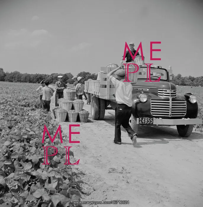 : Day Labor - Workers - People - Farm : Day Labor - Workers - People - Farm