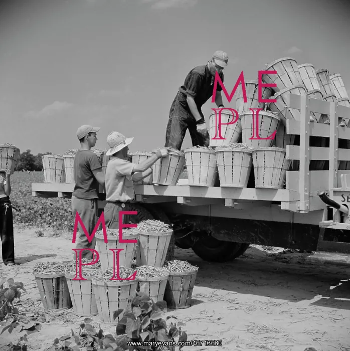 : Day Labor - Workers - People - Farm : Day Labor - Workers - People - Farm
