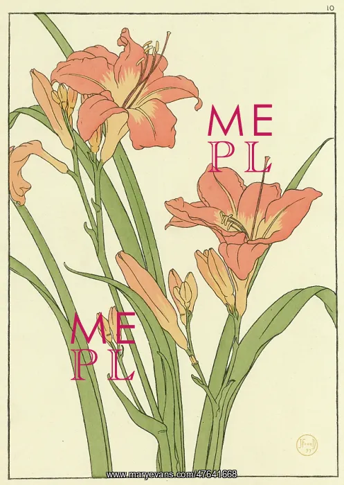 : Daylily. Decorative flower study by Jeannie Foord : Daylily. Decorative flower study by Jeannie Foord