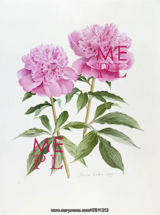 : Daystar Paeony : Daystar Paeony