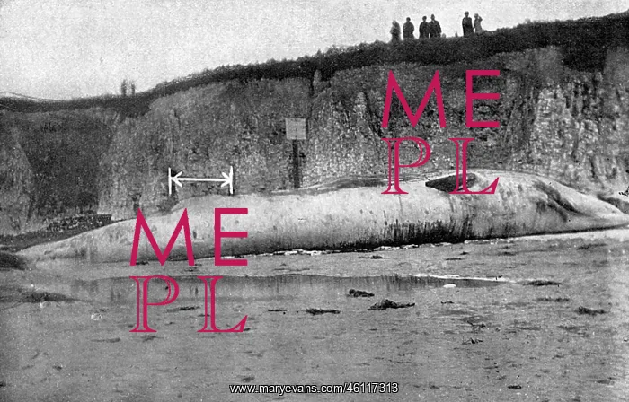 : Dead beached whale at Birchington, Kent, 1914 : Dead beached whale at Birchington, Kent, 1914