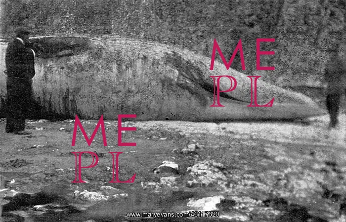 : Dead beached whale at Birchington, Kent, 1914 : Dead beached whale at Birchington, Kent, 1914