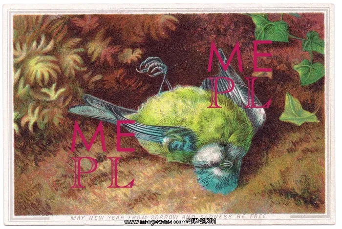 : Dead bird on a New Year card : Dead bird on a New Year card