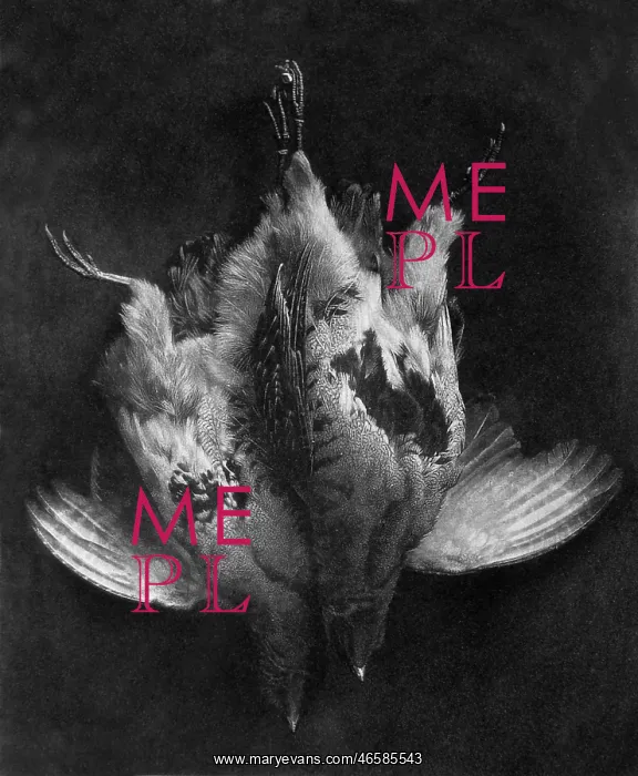 : Two dead birds hanging upside down -- A Brace of Birds : Two dead birds hanging upside down -- A Brace of Birds