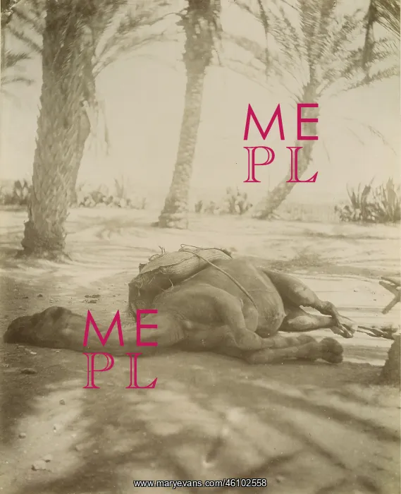 : Dead camel. Algiers. Algeria. Journey to Tanger : Dead camel. Algiers. Algeria. Journey to Tanger