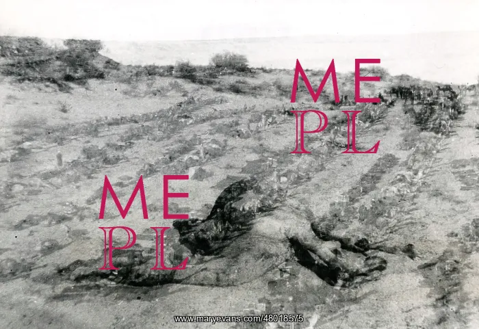 : Dead camel in the desert, Middle East, WW1 : Dead camel in the desert, Middle East, WW1