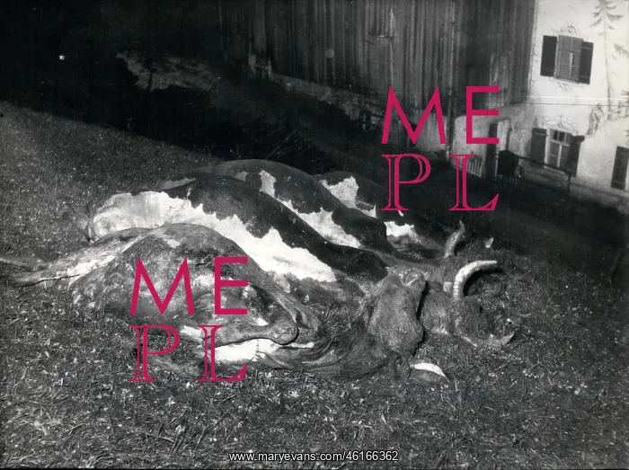 : Dead cattle : Dead cattle