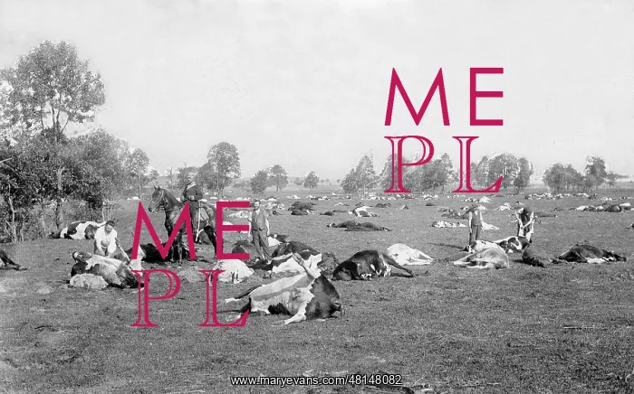 : Dead cows after the Russian retreat, 1915 : Dead cows after the Russian retreat, 1915