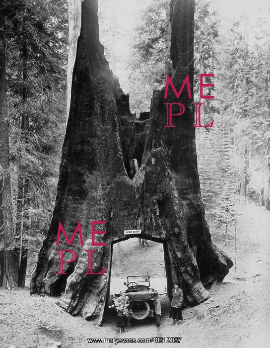 : A dead giant in California, circa 1926 : A dead giant in California, circa 1926