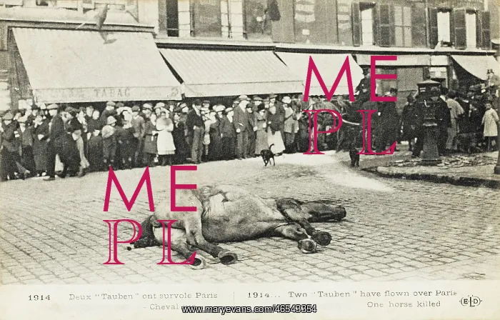 : Dead horse - Paris Bomb victim : Dead horse - Paris Bomb victim