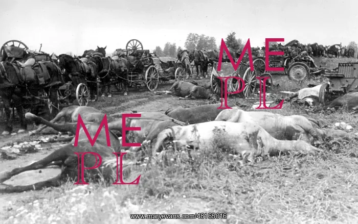 : Dead horses on the Eastern Front, 1941 : Dead horses on the Eastern Front, 1941