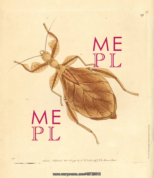 : Dead-leaf mantis, Deroplatys desiccata : Dead-leaf mantis, Deroplatys desiccata
