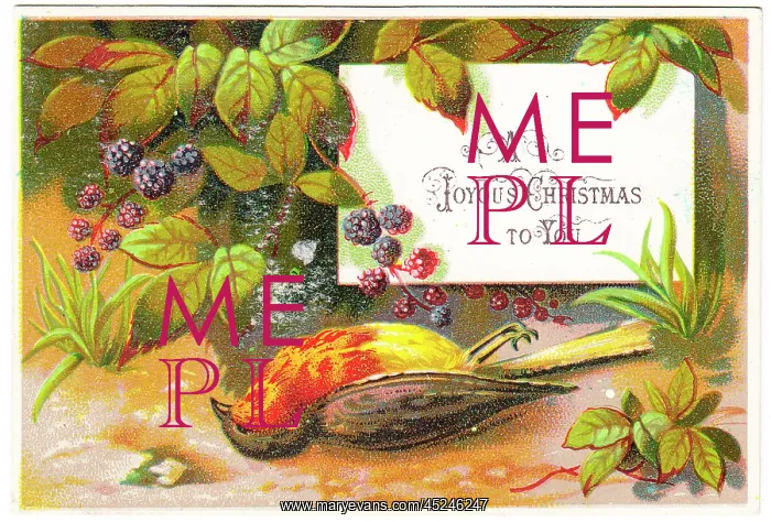 : Dead robin on a Christmas card : Dead robin on a Christmas card