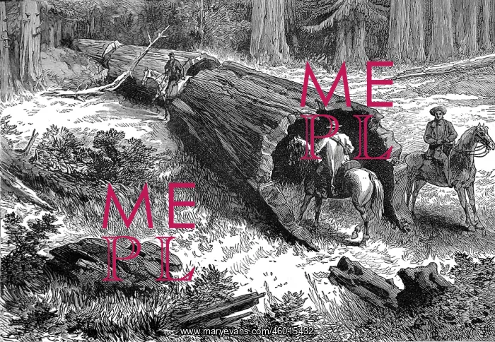 : Dead Sequoia Tree in California 1877 : Dead Sequoia Tree in California 1877
