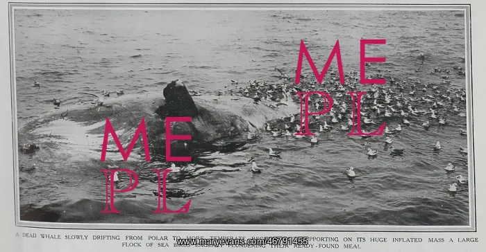  : Dead Whale + sea birds