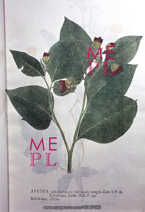 : Deadly Nightshade : Deadly Nightshade