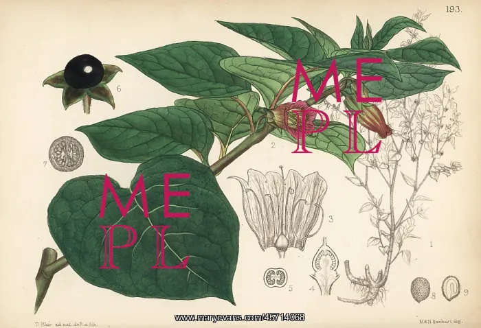 : Deadly nightshade, Atropa belladonna : Deadly nightshade, Atropa belladonna