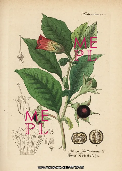 : Deadly nightshade, Atropa belladonna : Deadly nightshade, Atropa belladonna