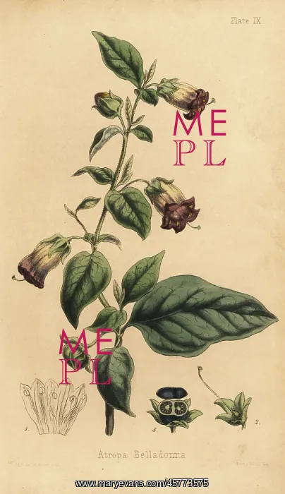 : Deadly nightshade, Atropa belladonna : Deadly nightshade, Atropa belladonna