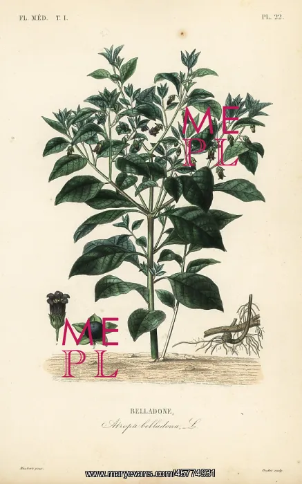 : Deadly nightshade, Atropa belladonna : Deadly nightshade, Atropa belladonna
