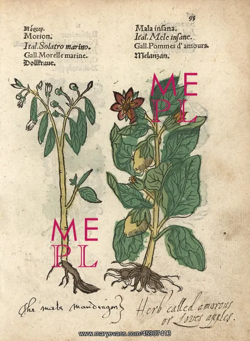 : Deadly nightshade, Atropa belladonna, and : Deadly nightshade, Atropa belladonna, and