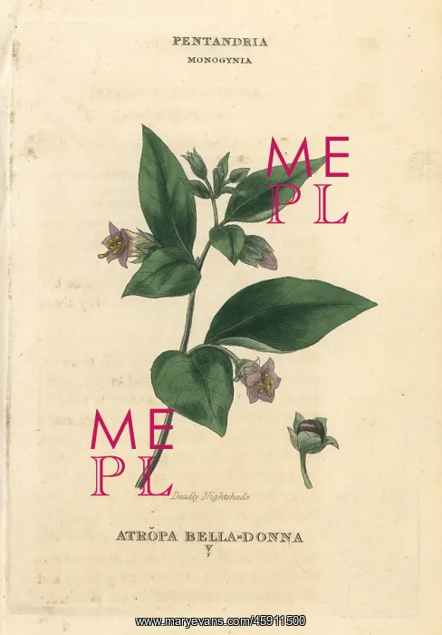 : Deadly nightshade, Atropa belladonna : Deadly nightshade, Atropa belladonna